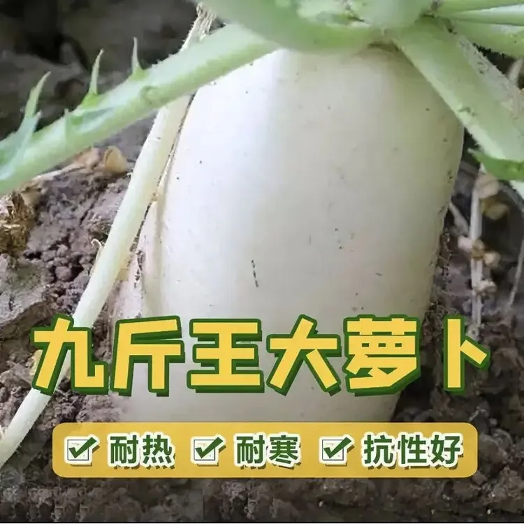 【九斤王萝卜种子】正品耐热白萝卜种子不空心四季播种蔬菜种子