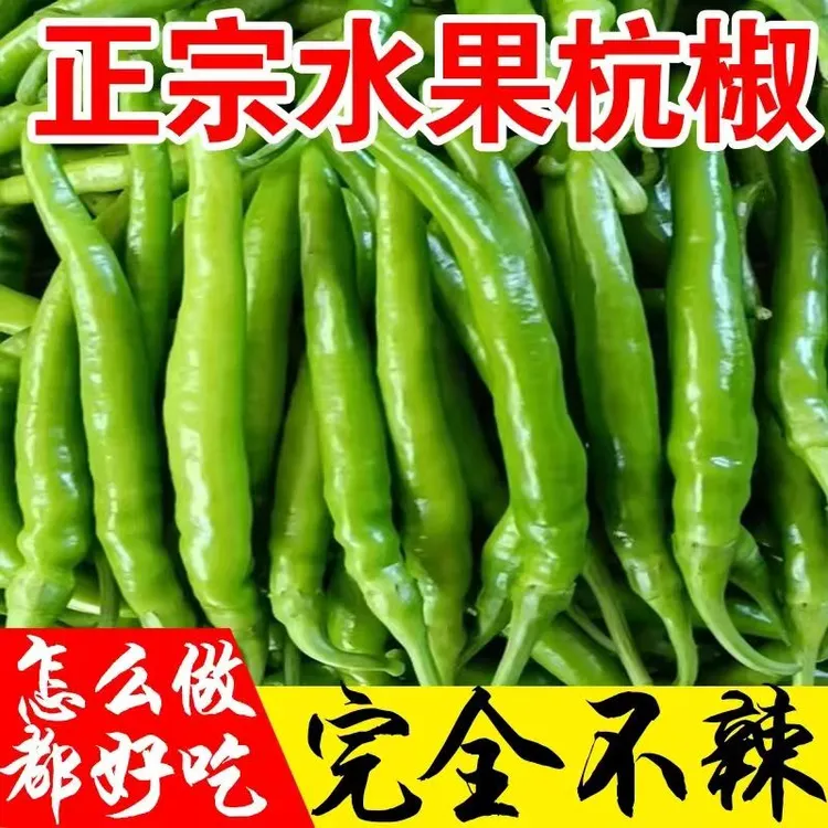 新鲜水果杭椒 不辣  现摘现发香酥脆嫩美味炒肉专用青辣椒