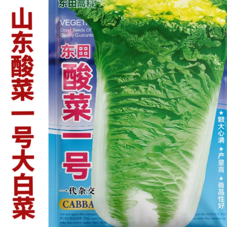 东通酸菜一号白菜种子结球球紧实高产耐贮运黄心白菜种子