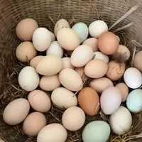【现捡土鸡蛋】农家山林散养土鸡蛋营养早餐现捡现发破损包赔