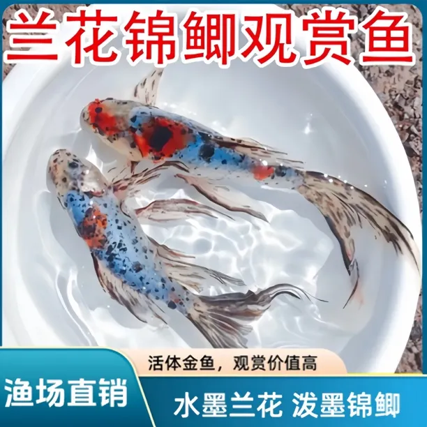 精品水墨玉兰花草金鱼好养温顺可混养花色颜色随机搭 包邮包损