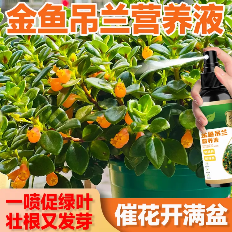金鱼吊兰绿植盆栽营养液水培土培绿植水培土培绿植专治叶子发黄