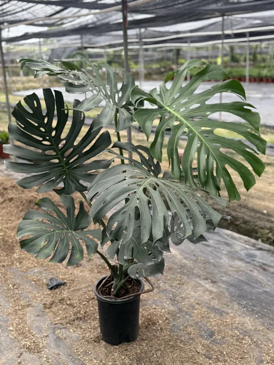 龟背竹室内大型盆栽净化空气好养适合客厅老桩叶片自然开裂绿植