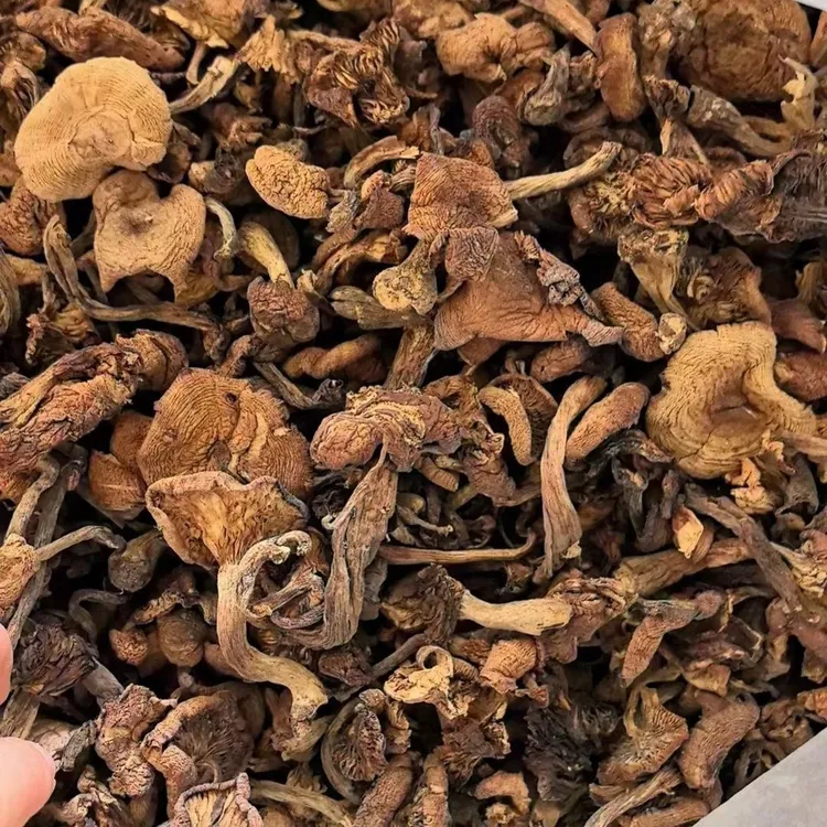 东北自然晒干蘑菇