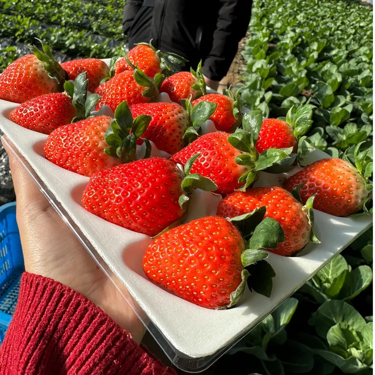 顺丰包邮）有机认证草莓精品现摘当天发新鲜草莓2盒装全国劳模品牌
