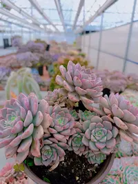 【红粉佳人】脱土发货 云南基地直发 简单新手好养