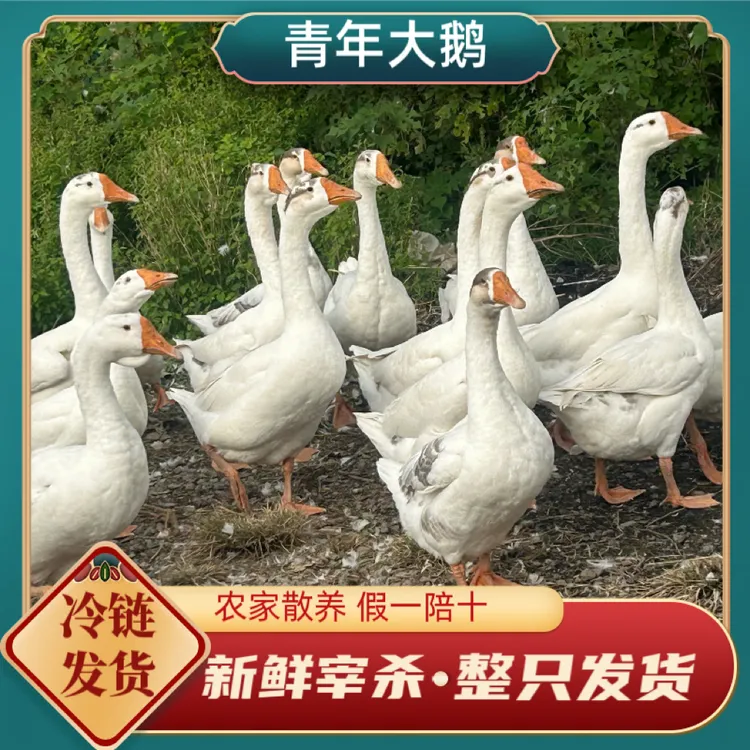 【买一送一】正宗农家散养笨大鹅 两只净重9-10斤带内脏心肝