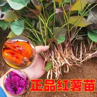 红薯地瓜玛莎莉苗烟25西瓜哈密紫蜜黄番红心秧种板栗高淀粉芽子薯