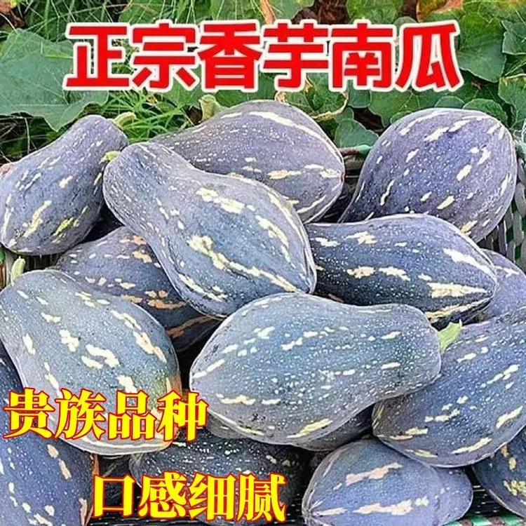 【全店买二赠一】香芋南瓜种子正宗粉糯甜香高产搭架爬满地蜜本籽