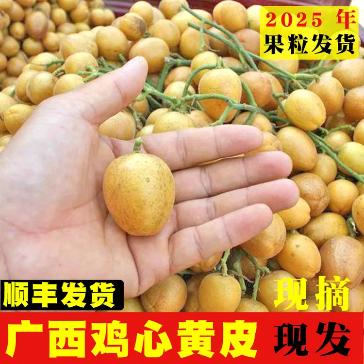 广西当季新鲜鸡心黄皮水果顺丰发货现摘现发精选果粒发货果坏包赔