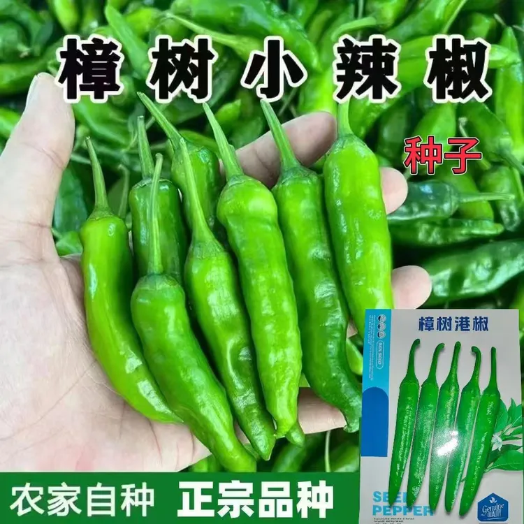 【正宗樟树港辣椒种子】本地品种家庭阳台小院盆栽地栽四季种植