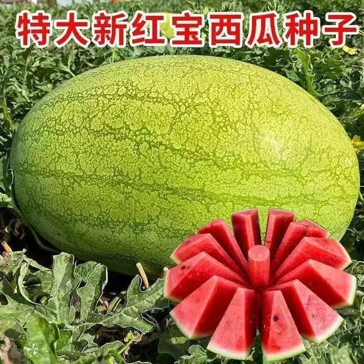 沙特红宝大西瓜种子四季种植盆栽阳台
