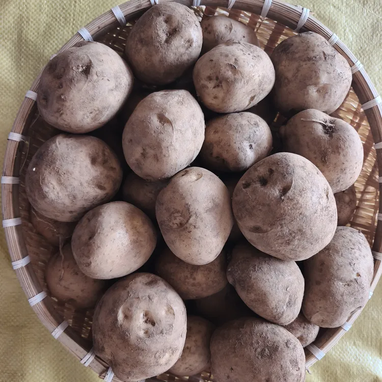 云南会泽特产棉花土豆洋芋黄心超粉土豆小时候的味道沙面软糯