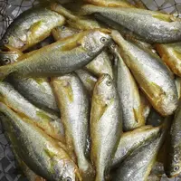 《精品黄花鱼》好吃 蒜瓣肉 熬着吃 4斤装 天津发货