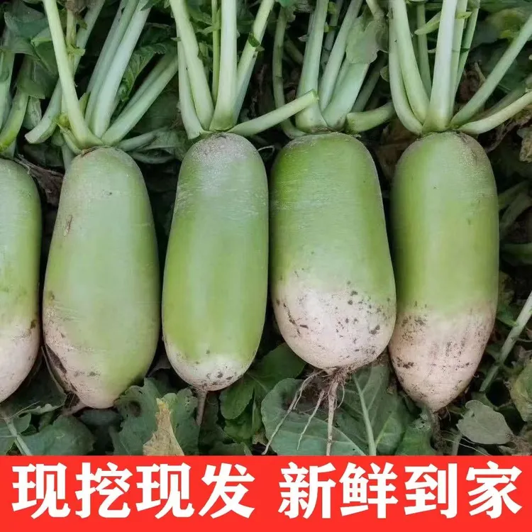 【新客福利】新鲜沙地青萝卜河南自种现挖青萝卜非水果萝卜微辣清脆