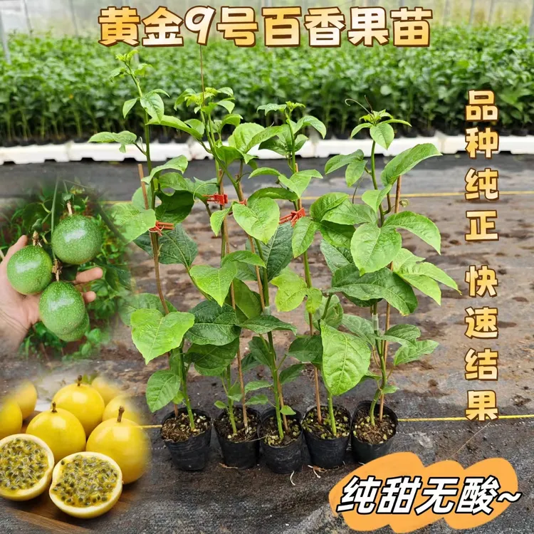 黄金9号百香果苗 嫁接苗四季结果纯甜不酸南北方种植盆栽地栽爬藤