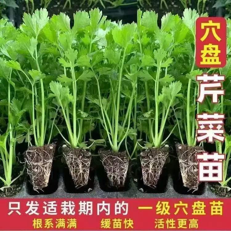 正宗皇后西芹苗带土四季香芹高产芹菜秧苗黄心芹菜苗盆栽批发链接