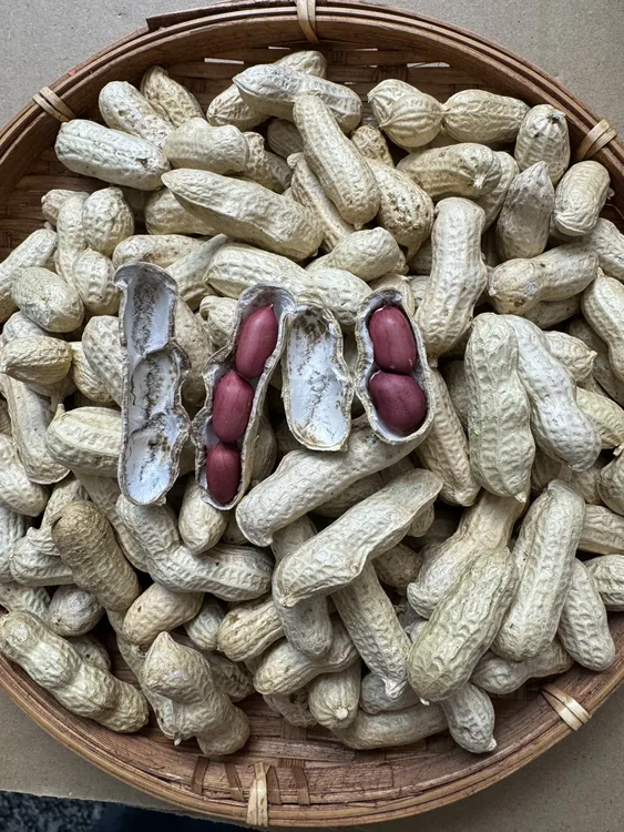 广东信宜农家自然晒干红衣带壳生花生