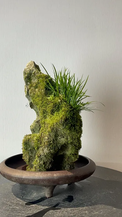 意阔老师原创吴定石纯手工精雕孤品（不带盆）16*20*11