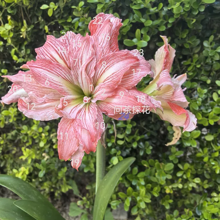 鸠鸣拂羽 朱顶红侧球1＋