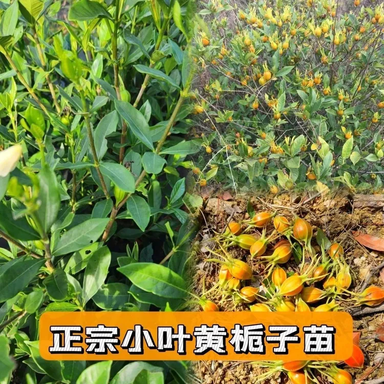 黄栀子苗中药材黄栀子正宗黄桅子小叶黄栀子结大果产量高现挖药用