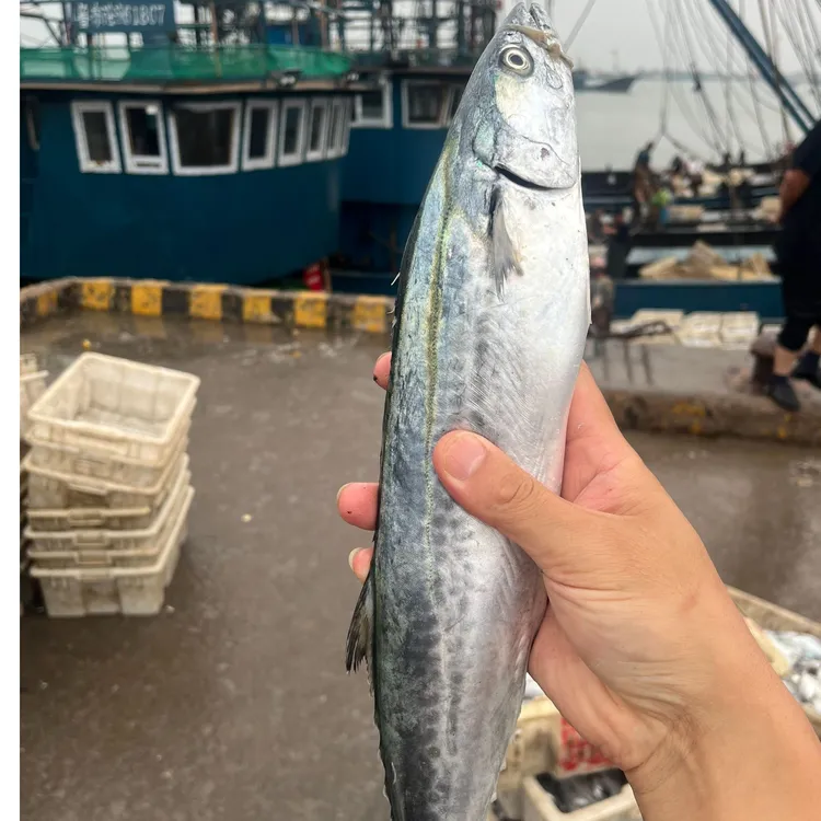 [中号]鲅鱼 蓝点马鲛鱼 燕尾鲅 1-1.2斤/条  发四条共4-4.5斤