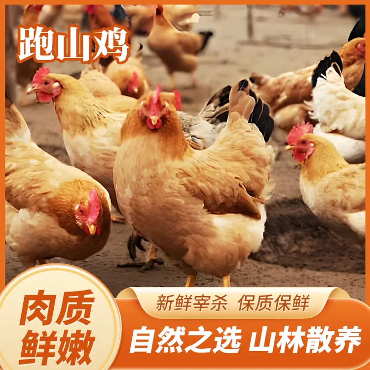 林下散养跑山鸡 一只装 产蛋期母鸡