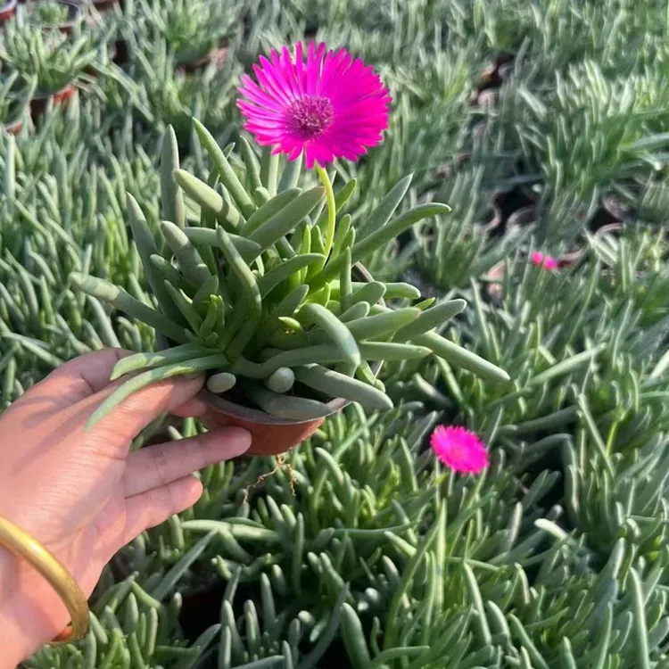奔龙多肉植物带盆土发可净化空气室内四季可养开花绿植