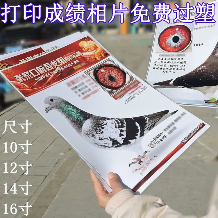 赛鸽成绩照片打印过塑信鸽成绩相片纪念收藏鸽子成绩相片来图制作