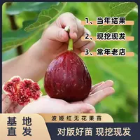 苗阁园艺【波姬红无花果树苗】阳台庭院盆栽地栽南北方种植花果无缺
