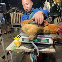 4中国大陆包装樱桃鸡