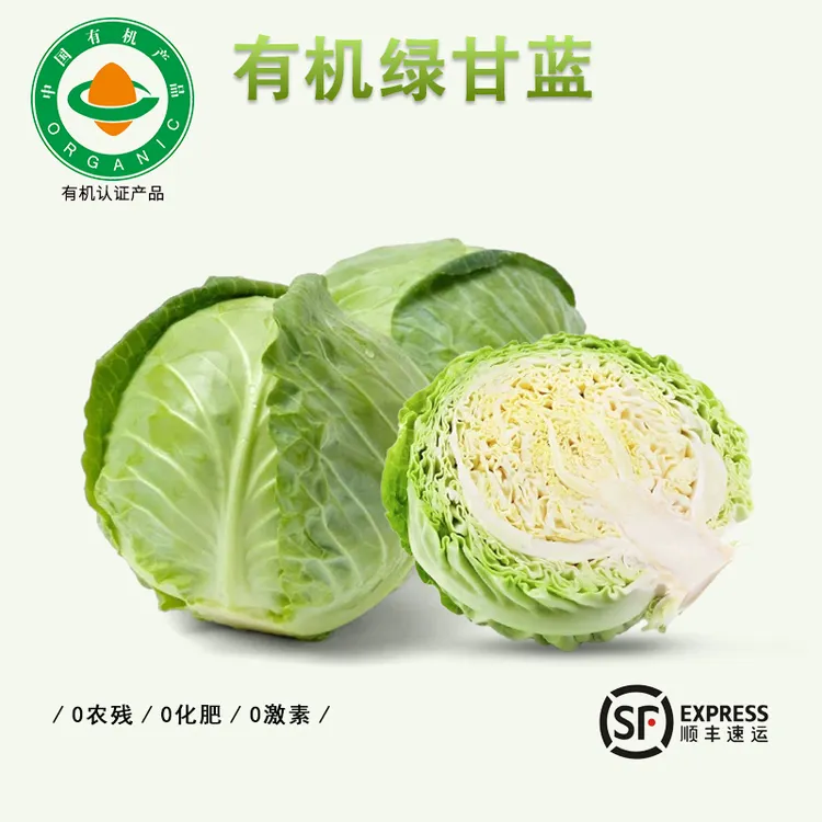 有机绿甘蓝、圆白菜、包菜、卷心菜低卡清脆甘甜清脆甘甜新鲜蔬菜