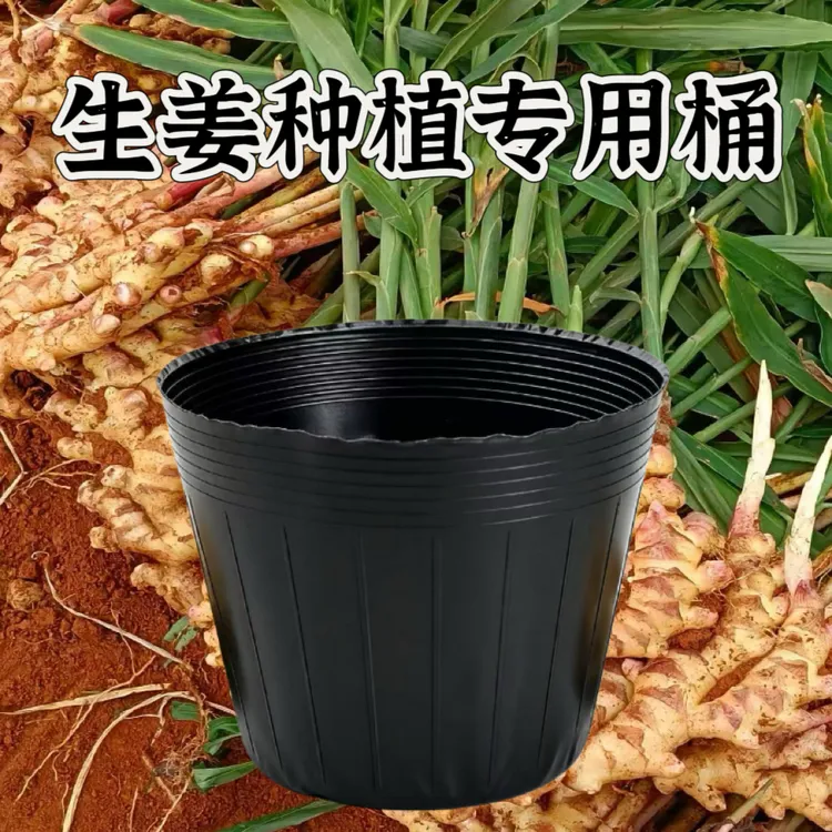 生姜种植桶黑色加厚营养钵育苗专用大号塑料容器生姜专用桶