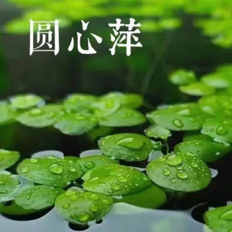 好养无需二氧化碳圆心浮萍水草鱼缸造景水族箱活体水草真植物