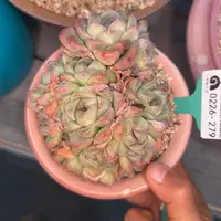 多肉一物一拍0226-279