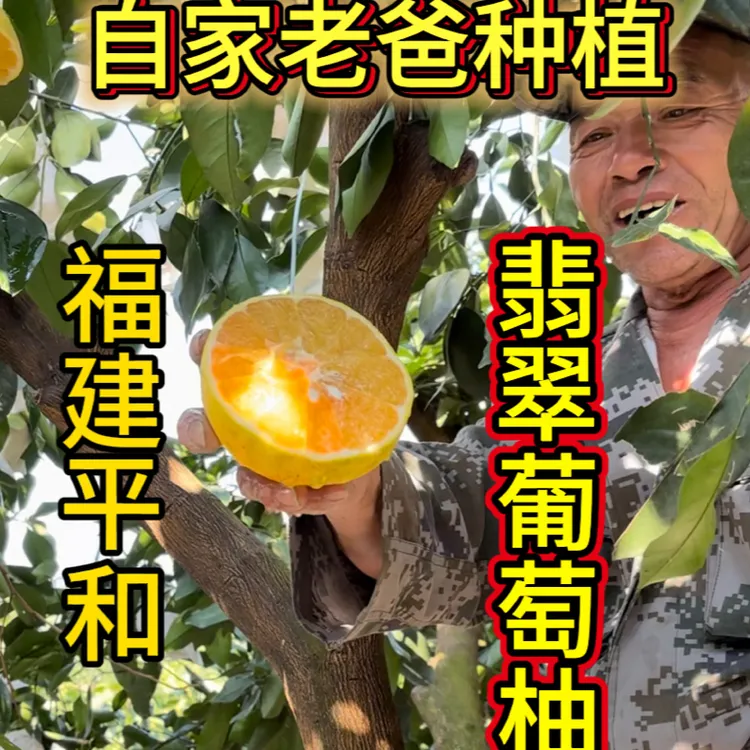 自家老爸种植翡翠葡萄柚新鲜应季清甜爆汁孕妈妈专属水果