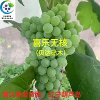 喜乐无核 嫁接苗 贝达砧木（一年苗 ）