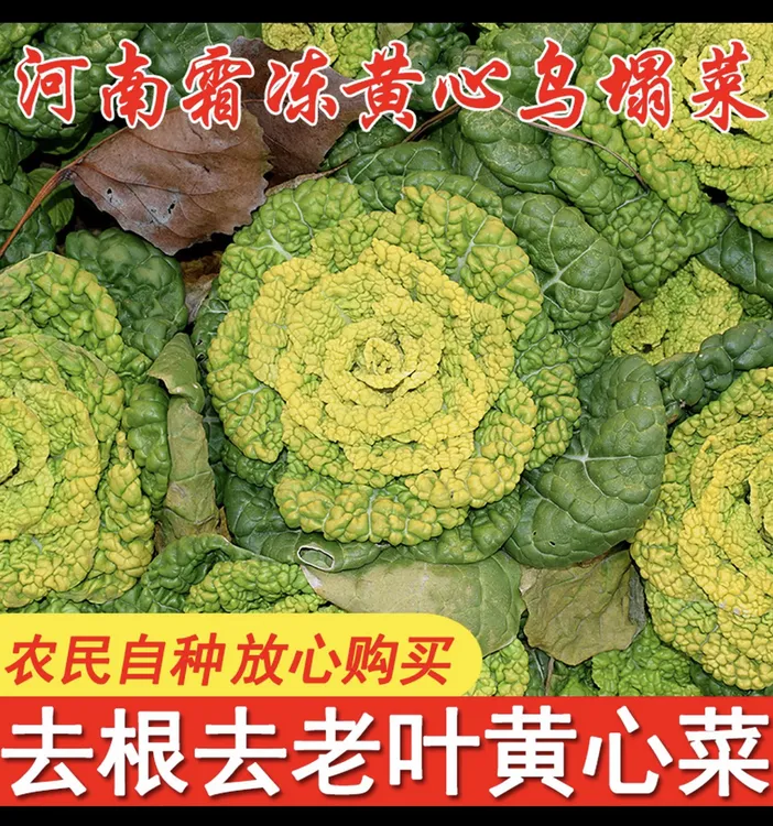 霜打黄心菜黄心乌塌菜新鲜蔬菜霜冻当季脆嫩农家现摘