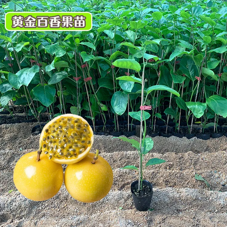 正宗黄金9号百香果苗嫁接树苗四季爬藤当年结果带土带叶广西发货