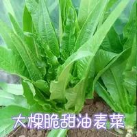 油麦菜种子清香无斑油麦菜种子四季水果水果庭院有机蔬菜种子