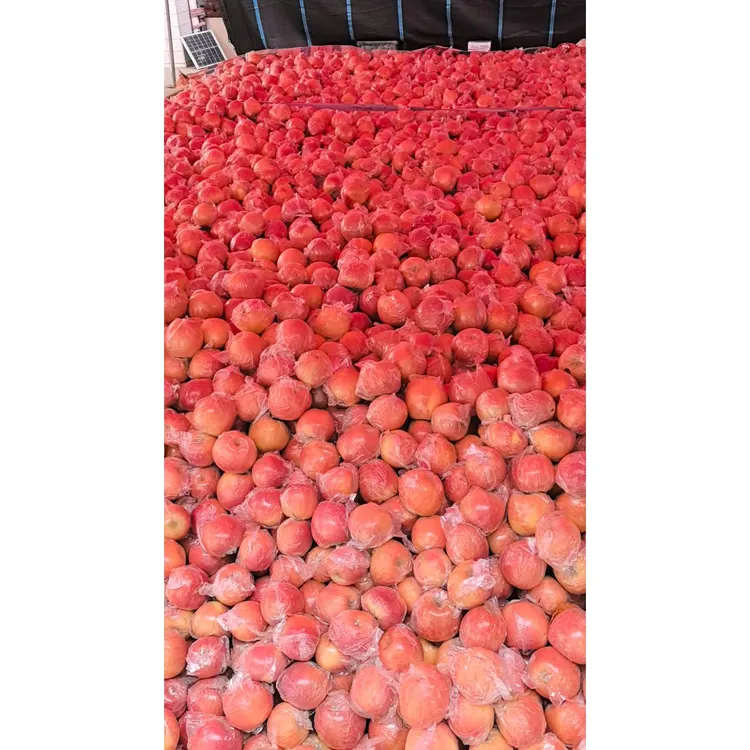 山西运城冰糖心丑苹果新鲜水果脆甜苹果当季应季红富士苹果