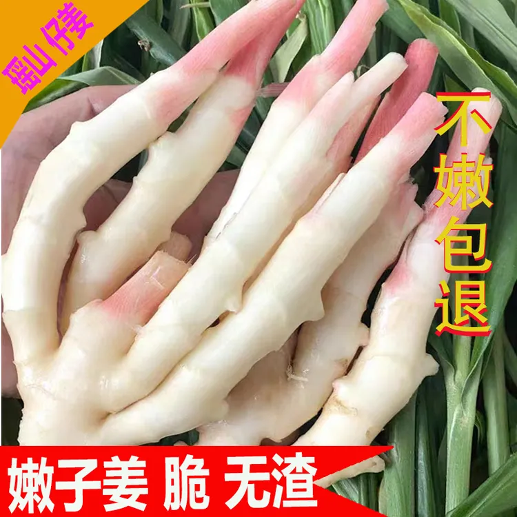 红姜芽新鲜子姜脆嫩姜五指生姜无丝湖南江永香姜子腌制泡菜生姜