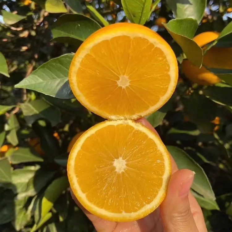 【麻阳冰糖橙】湖南正宗麻阳冰糖橙·8甜2酸 原产地鲜果现发