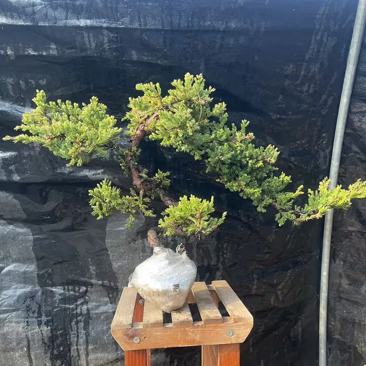 地柏老桩盆景素材室内外好养耐寒四季常青绿植造型盆景