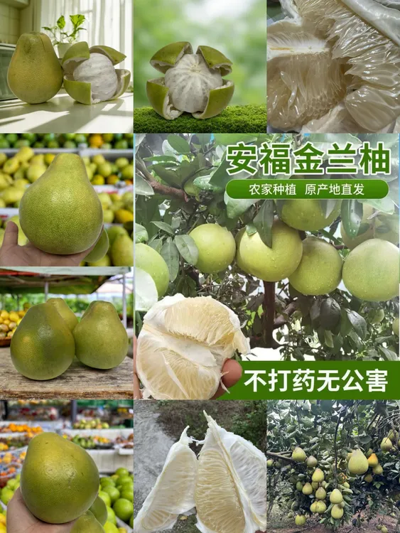 安福蚕子金兰柚江西井冈蜜柚皮薄脆甜多汁新鲜水果现摘现发