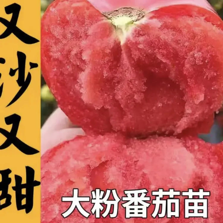 源头厂家寿光直发地栽盆栽大粉番茄抗死颗高产毛粉番茄苗秧苗1