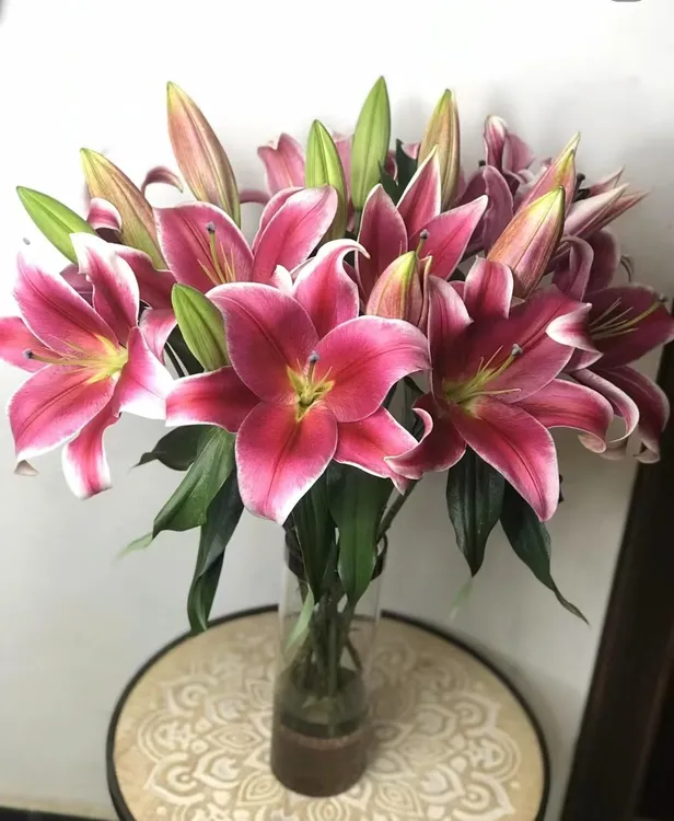 【贵妃】粉红色香水百合