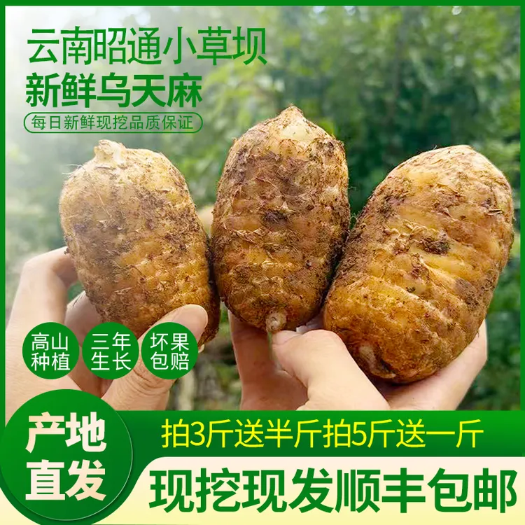 新鲜天麻云南仿野生高山种植昭通小草坝三年特级乌天麻可煲汤炖肉