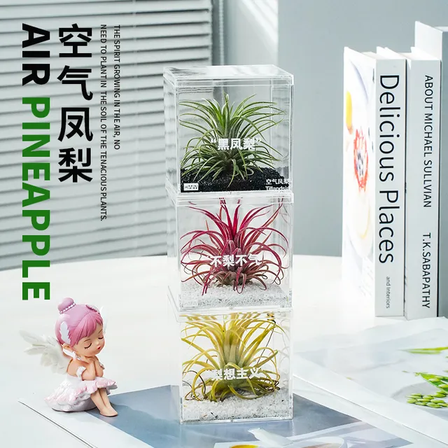 空气凤梨无土植物鲜活办公桌面室内多肉工位微景观盆栽黑凤梨绿植