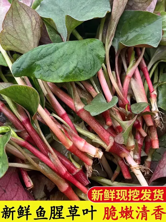 【现摘现发】特产现挖鱼腥草嫩叶新鲜折耳根叶子包邮
